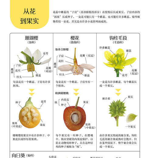 《旅行的种子图鉴》 商品图9