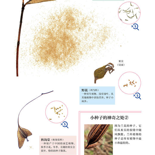 《旅行的种子图鉴》 商品图8
