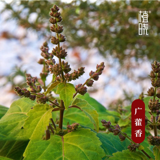 植晓 广藿香精油 5ml 商品图1