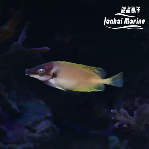 人工黄狐狸 商品图1