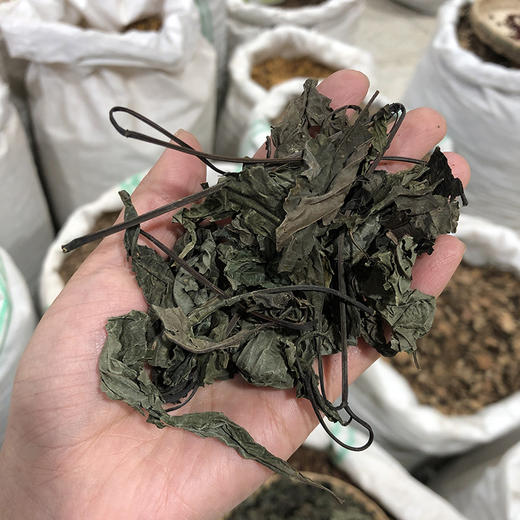 大青叶 商品图4