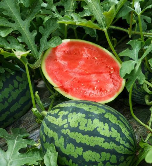 云南甘美4K西瓜 约6斤/个  |水果 商品图1