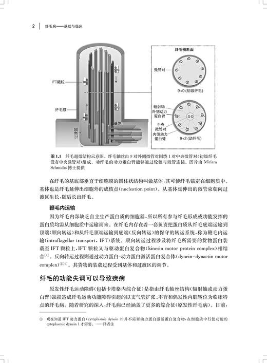 纤毛病 基础与临床 李新华主译 多种纤毛病得名由来流行病学临床特点表型范围生物学基础诊断治疗9787547865941上海科学技术出版社 商品图3