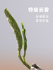 明前特级庐山云雾茶叶 高山浓香型绿茶罐装60g 商品缩略图1