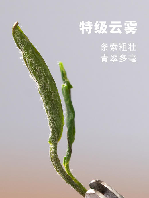 明前特级庐山云雾茶叶 高山浓香型绿茶罐装60g 商品图1
