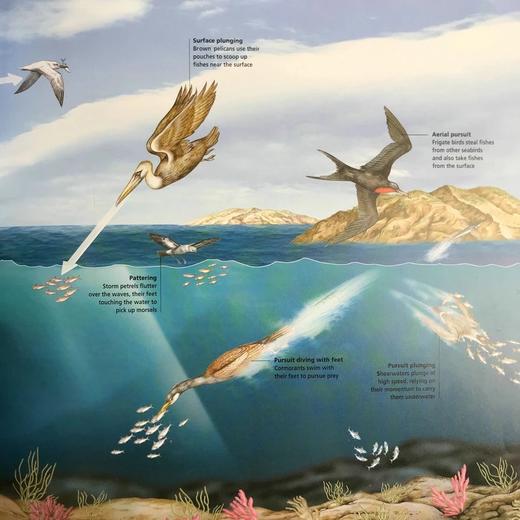 海洋视觉指南 数百幅彩色插图 精装16开 商品图7