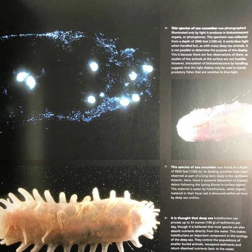 海洋视觉指南 数百幅彩色插图 精装16开 商品图6