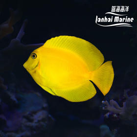 黄吊