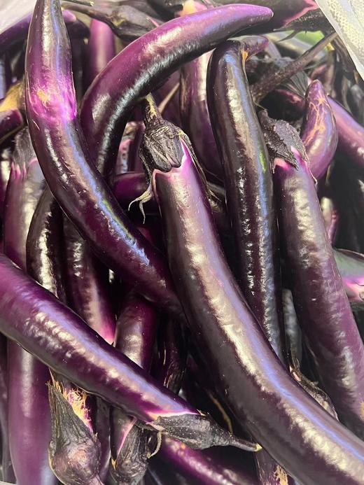 北山现摘紫长茄子 商品图0