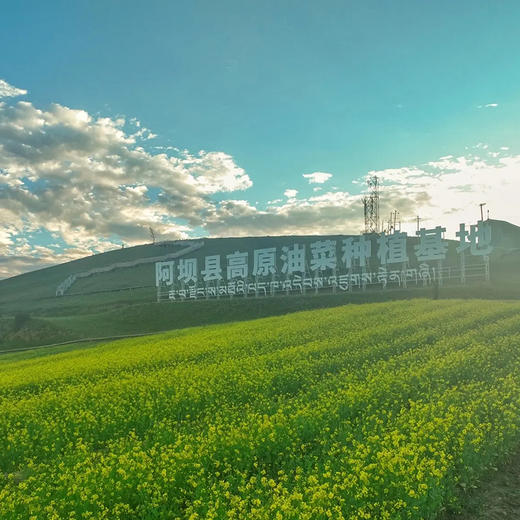 阿坝高原菜籽油 古法压榨 高寒有机产地 5L/桶 （成都圆通快递发货） 商品图2