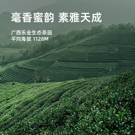 寻茶令桂白牡丹广西正宗白茶传统工艺花果香 商品图5