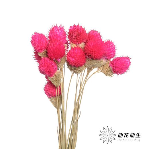 永生花材 | 单头千日红玫红 商品图1