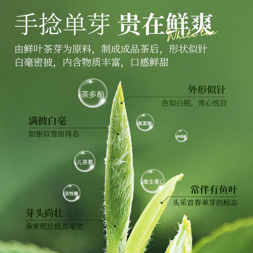 云南特级白豪银针头春采摘高山老树单芽月光白茶新茶冷泡茶 CM 商品图2