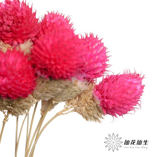 永生花材 | 单头千日红玫红 商品图2