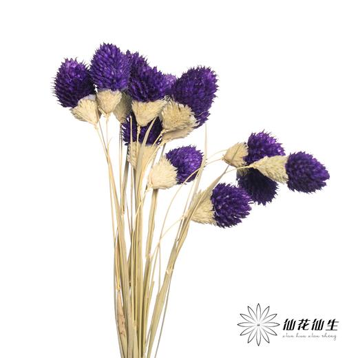 永生花材 | 单头千日红深紫 商品图2