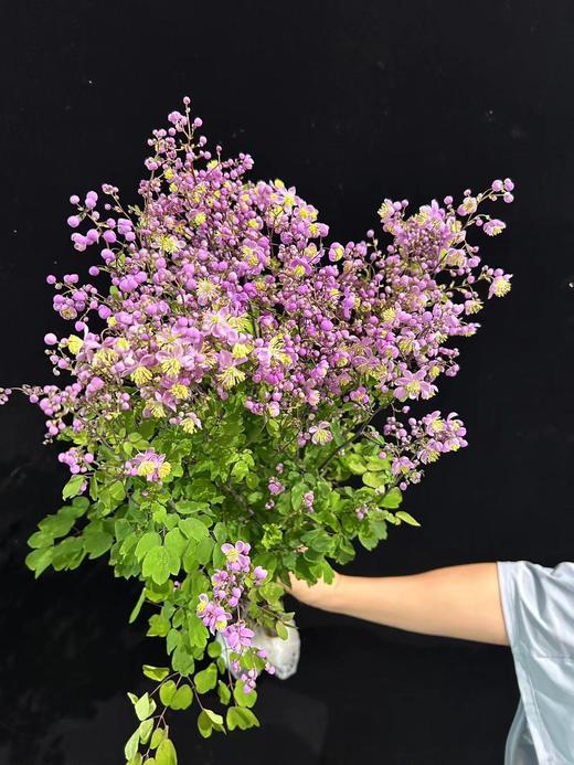 国产稀有小众唐松草6-8支 商品图4