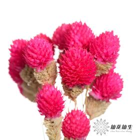 永生花材 | 单头千日红玫红