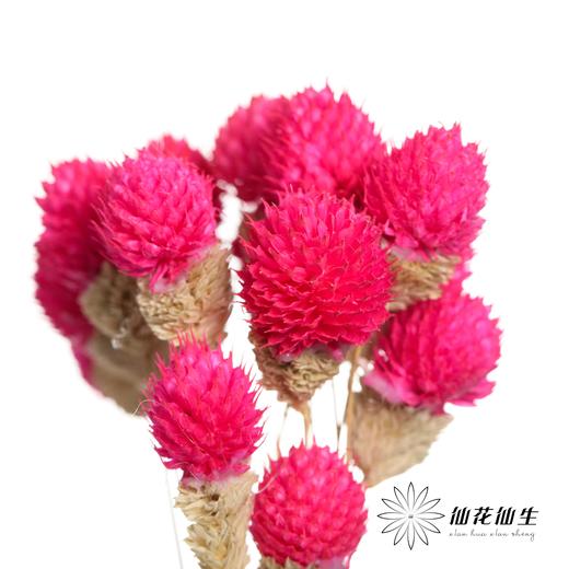 永生花材 | 单头千日红玫红 商品图0