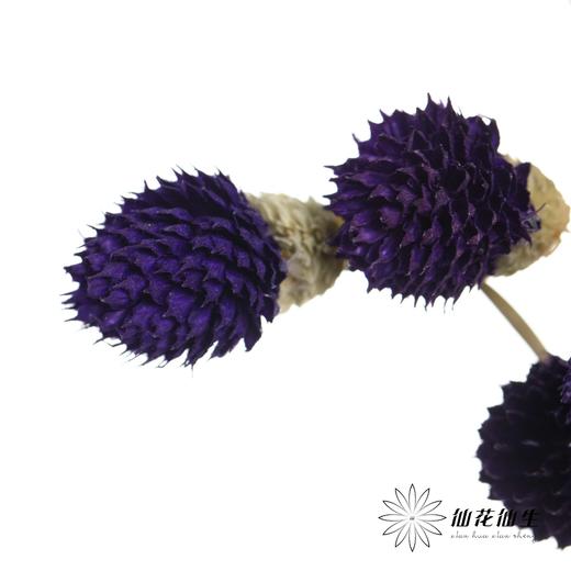 永生花材 | 单头千日红深紫 商品图3