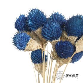 永生花材 | 单头千日红宝蓝