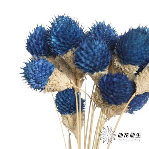 永生花材 | 单头千日红宝蓝 商品图0