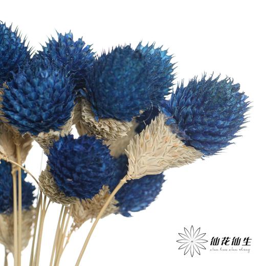 永生花材 | 单头千日红宝蓝 商品图2