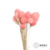 永生花材 | 单头千日红粉色 商品缩略图1