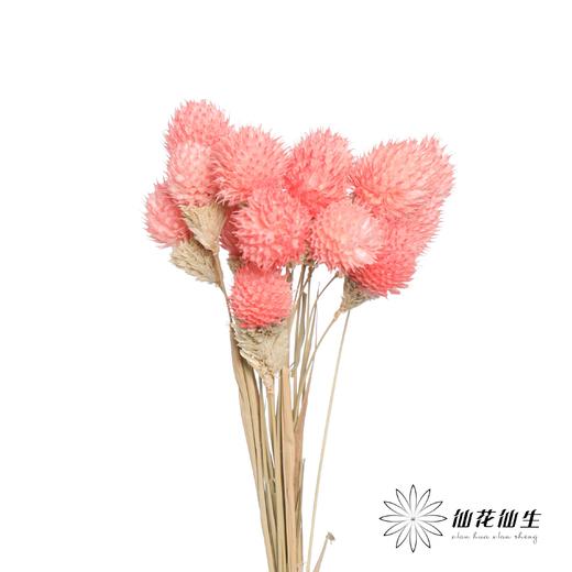 永生花材 | 单头千日红粉色 商品图1