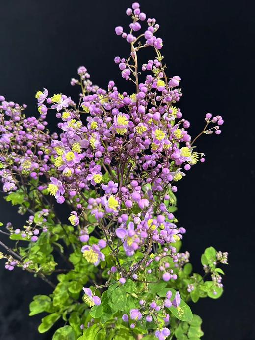 国产稀有小众唐松草6-8支 商品图2