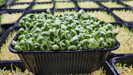 阿林农场【拥抱自然】儿童二日主题夏令营 商品图3