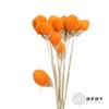 永生花材 | 单头千日红橙色 商品缩略图1