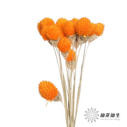 永生花材 | 单头千日红橙色 商品图1