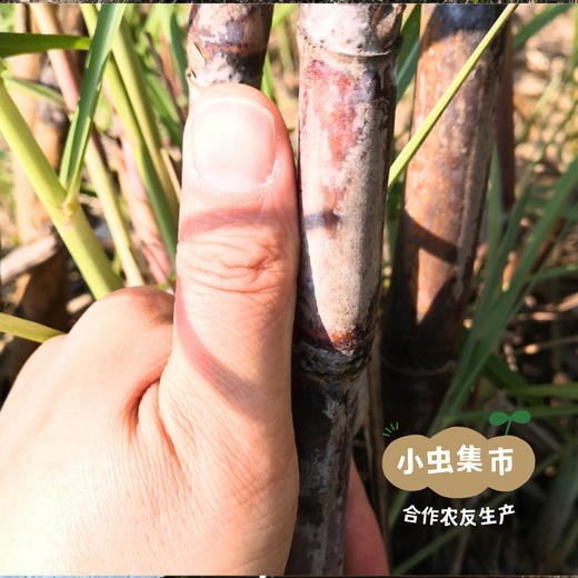 云南生态黄冰糖 500g/罐 | 合作农友生产，来自云南普洱，生产者：张雄 &【公平贸易农人定价】 商品图10