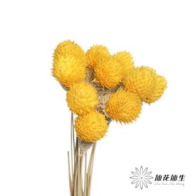 永生花材 | 单头千日红黄色