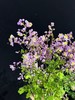 国产稀有小众唐松草6-8支 商品缩略图1
