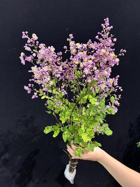 国产稀有小众唐松草6-8支