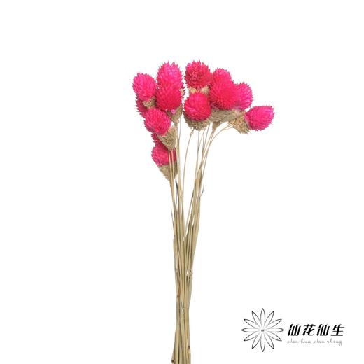 永生花材 | 单头千日红玫红 商品图3