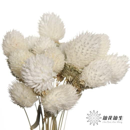 永生花材 | 单头千日红白色 商品图0