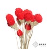 永生花材 | 单头千日红红色 商品缩略图1
