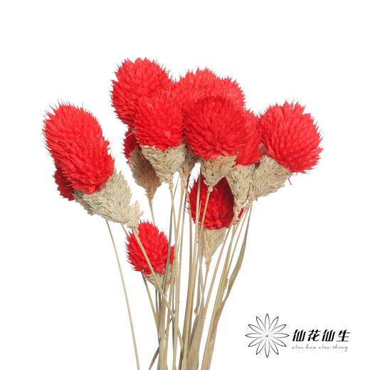 永生花材 | 单头千日红红色 商品图1