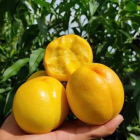 【鲜甜爆汁】山西黄金蜜桃芒芒桃 无毛香甜可口 新鲜采摘