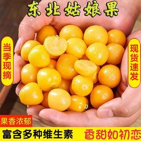 【绿色天然，人工挑选，新鲜姑娘果】黄姑娘果东北特产 新鲜甜洋菇娘 当季水果灯笼果 现摘黄金豆水果-QQ