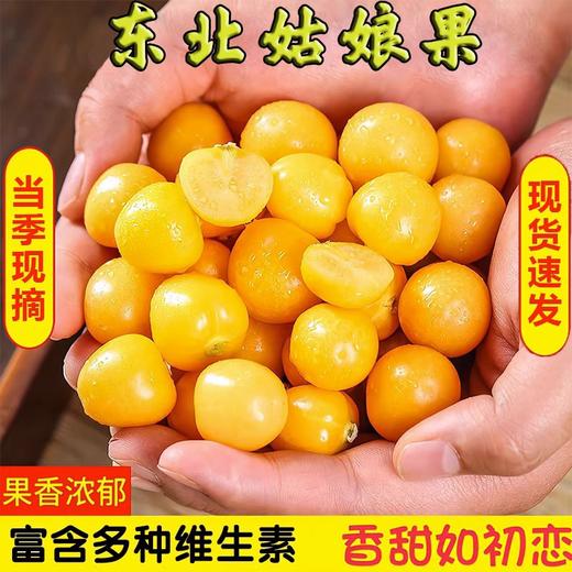 【绿色天然，人工挑选，新鲜姑娘果】黄姑娘果东北特产 新鲜甜洋菇娘 当季水果灯笼果 现摘黄金豆水果-QQ 商品图0