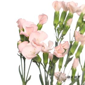 多头康乃馨 | 蝴蝶康少女