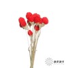 永生花材 | 单头千日红红色 商品缩略图2
