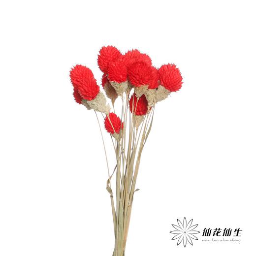 永生花材 | 单头千日红红色 商品图2