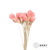 永生花材 | 单头千日红粉色 商品缩略图3