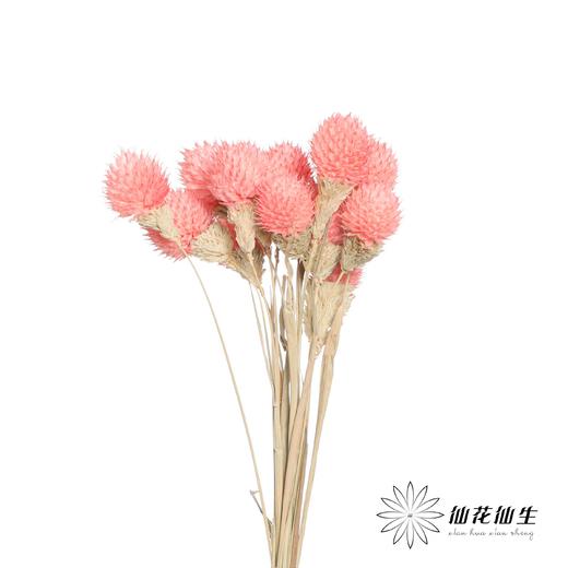 永生花材 | 单头千日红粉色 商品图3