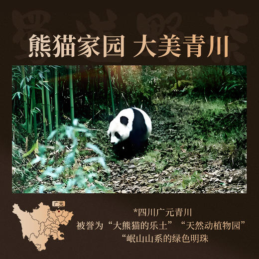 正山堂广元红 熊猫红茶礼盒装 四川特级正宗红茶茶叶送礼长辈120g 商品图4
