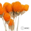 永生花材 | 单头千日红橙色 商品缩略图0